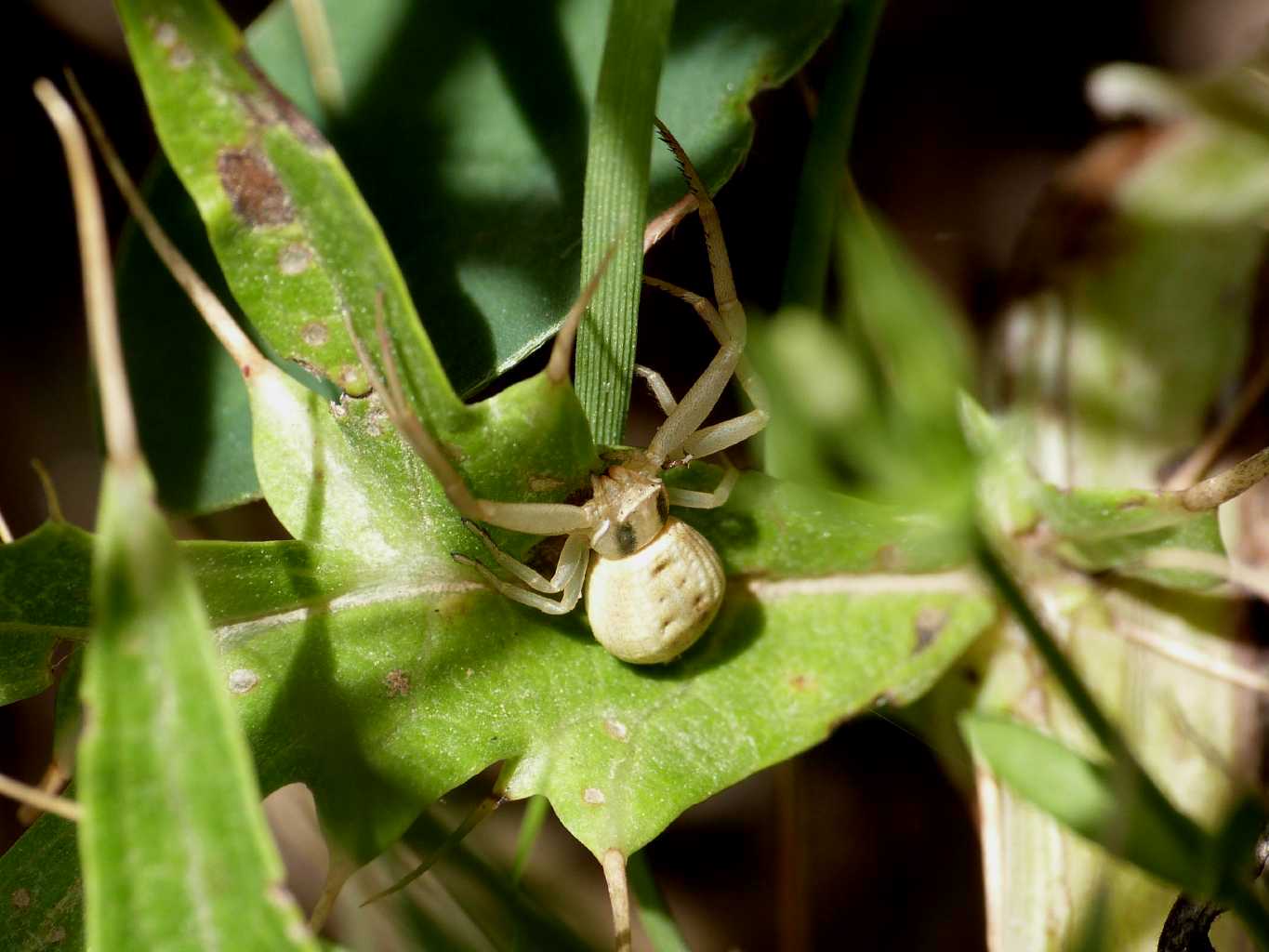 Runcinia grammica sbiadita - Tolfa (RM)